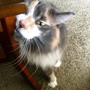 Meet your Posher, Shaynna